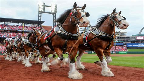 You can also learn more about Warm Springs Ranch the official breeding facility for the Budweiser Clydesdales. . Budweiser clydesdale horses schedule